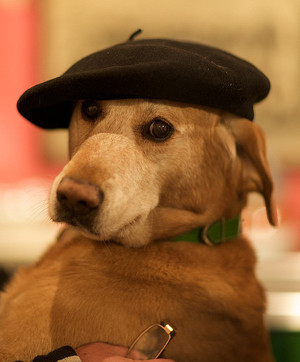 Dog