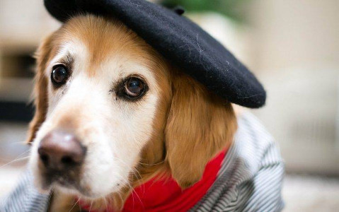 Dog